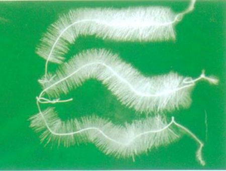 點(diǎn)擊查看詳細(xì)信息<br>標(biāo)題：TL型立體彈性填料 閱讀次數(shù)：6013